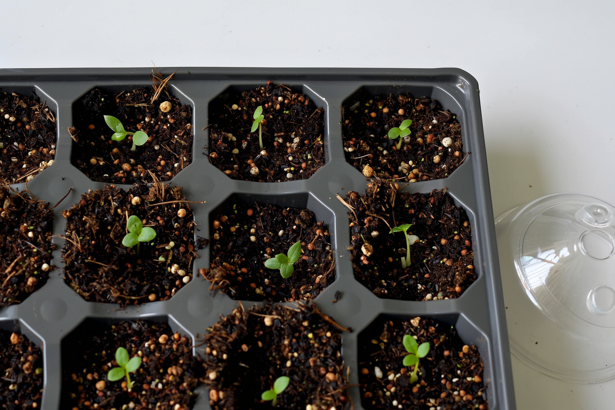 Plastic cell-tray inserts filled with dark seed starting mix, each cell holding a young seedling, with a clear humidity dome beside the tray