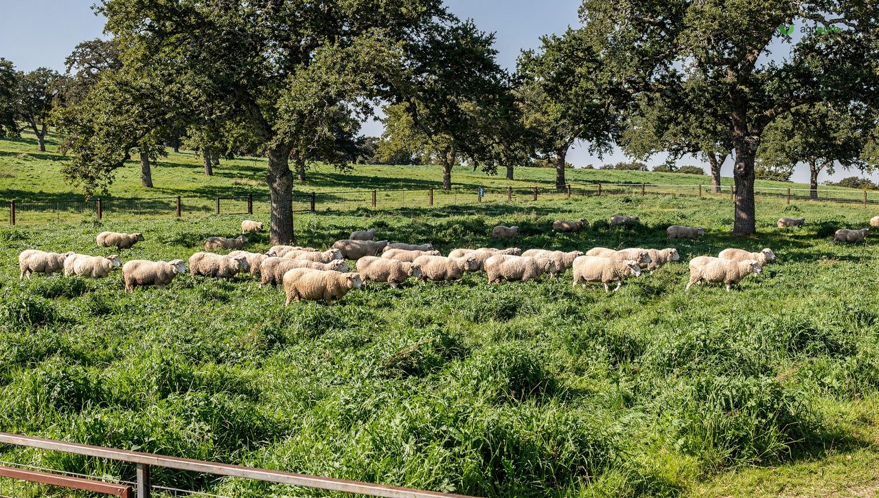 Sheep rotationally grazing lush forage beneath evenly spaced shade trees in a silvopasture paddock