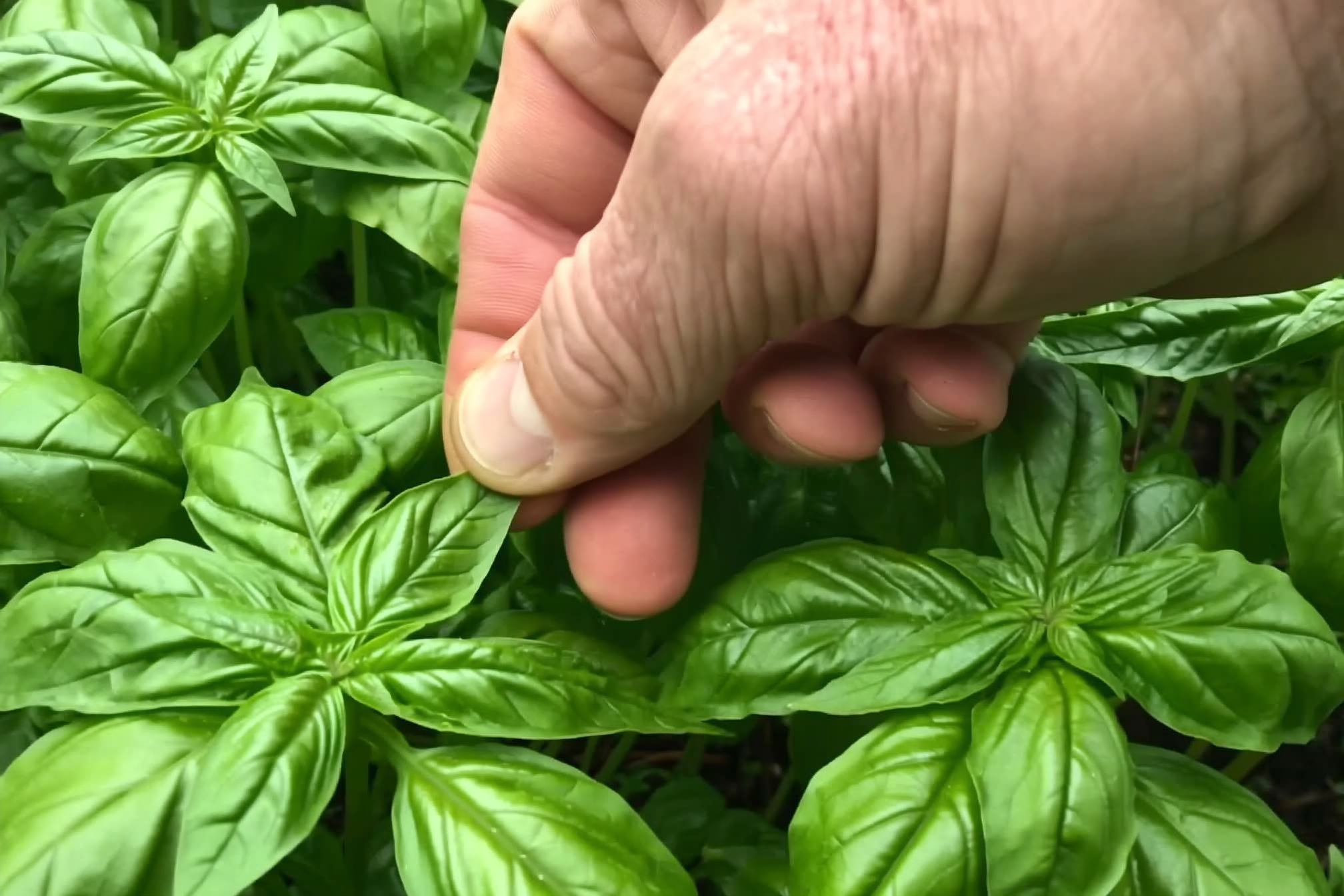 A hand pinching the growing tip of a basil plant just above a pair of leaves, encouraging bushy branching
