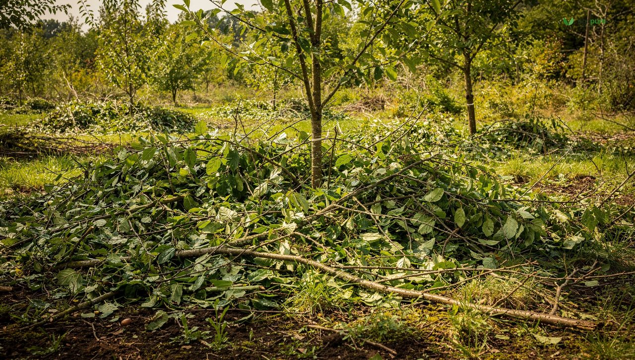 Cut green branches and leaves layered as mulch on the ground beneath young trees in a syntropic system after pruning