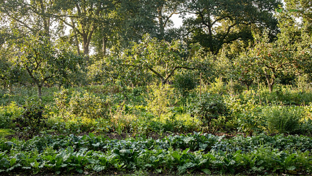 A cross-section view of a dense syntropic planting with tall emergent trees, a fruit-tree layer, shrubs, and ground crops