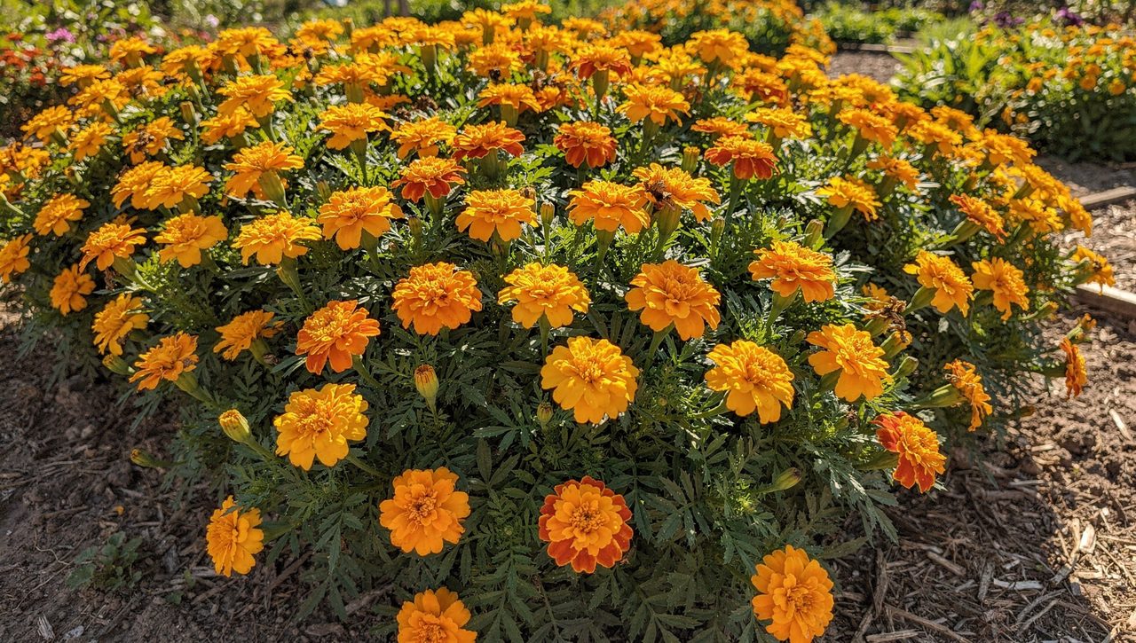 A dense block of orange and yellow marigolds flowering in a garden bed in full sun, grown as a cover crop before tomatoes.