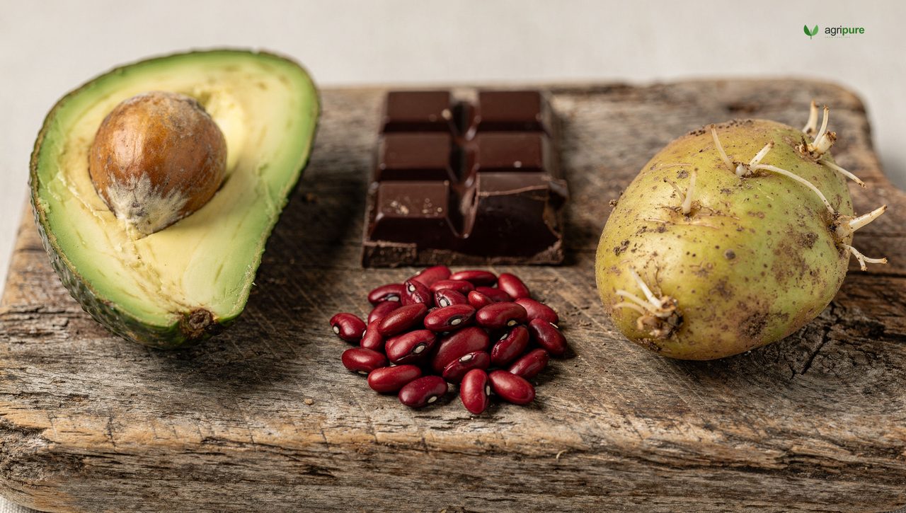 A rustic wooden board holding a halved avocado with its pit, a bar of dark chocolate, dried kidney beans, and a green-tinged sprouting potato, arranged as foods to keep away from chickens