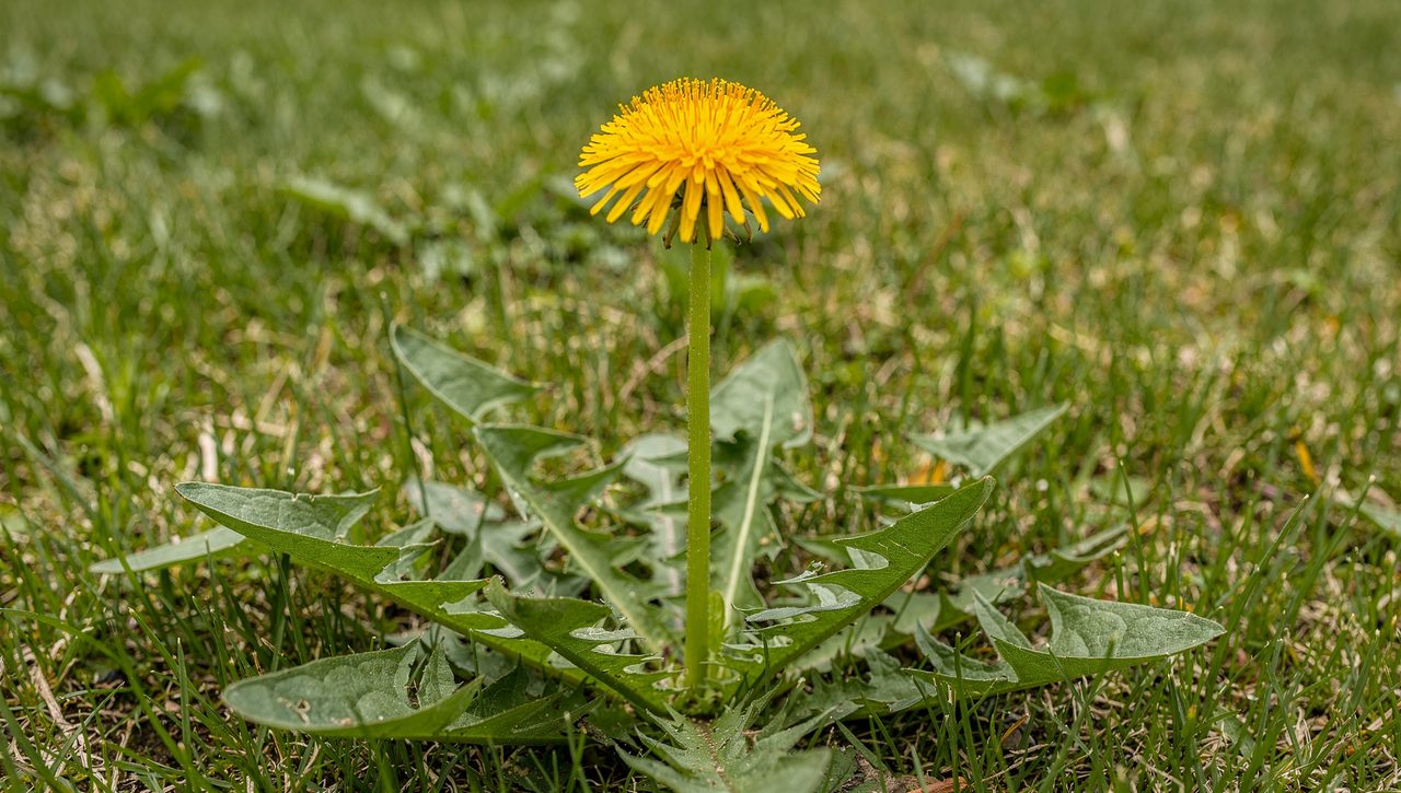 A single dandelion flower head on a smooth hollow stalk rising from a basal rosette of deeply lobed green leaves in spring grass.