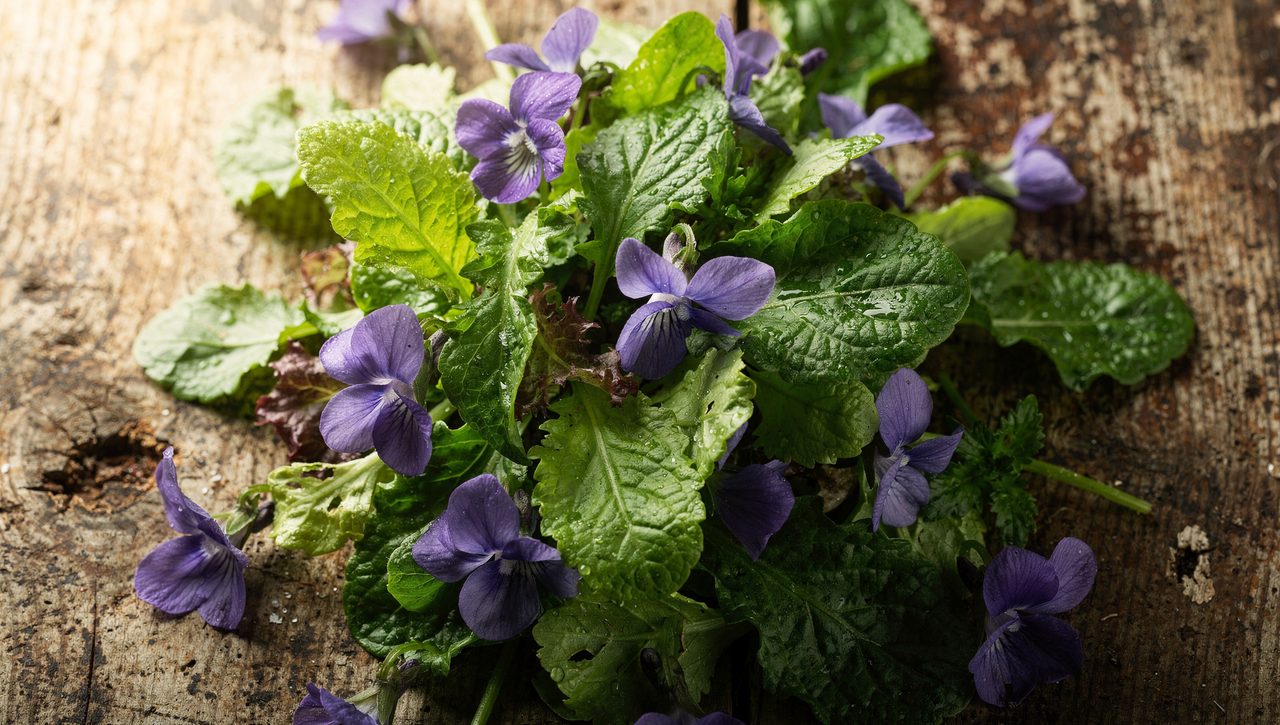 Fresh purple wild violet flowers scattered over a green leafy salad on a rustic wooden table, showing the flowers used as an edible garnish.